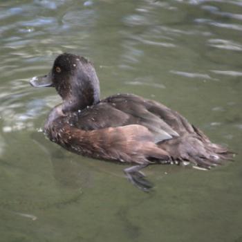 <b>4512 female, blue billed duck, Milbrook Resort near Queenstown, Sth Is, NZ, 20th Mar'10, Kate/Sydney</b> <b>4512 female, blue billed duck, Milbrook Resort near Queenstown, Sth Is, NZ, 20th Mar'10, Kate/Sydney</b>