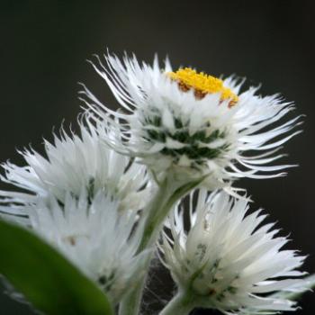 <b>9582 Helichrysum elatum, White Paper Daisy, Tall Everlasting, Asteraceae, native flower, Lane Cove National Park, West Chatswood, NSW, 1st Sept'09, Kate/Sydney</b> <b>9582 Helichrysum elatum, White Paper Daisy, Tall Everlasting, Asteraceae, native flower, Lane Cove National Park, West Chatswood, NSW, 1st Sept'09, Kate/Sydney</b>