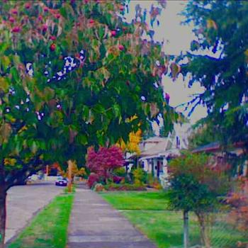 <b>neighborhood street in summer, Portland</b>