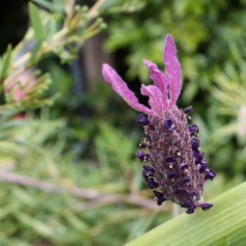 <b>2280 lavender, my garden, Sydney, 5th Oct'09, Kate/Sydney</b>