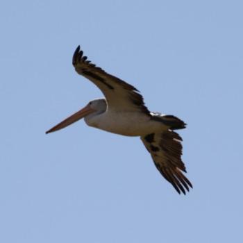<b>2285 Australian Pelican, pelecanus conspicillatus, Pelecanidae , Wagga Wagga, NSW, 25th Dec'08 Kate/Sydney</b> <b>2285 Australian Pelican, pelecanus conspicillatus, Pelecanidae , Wagga Wagga, NSW, 25th Dec'08 Kate/Sydney</b>