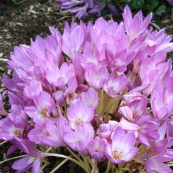 <b>4177 Meadow Saffron, Autumn Crocus, Colchicum autumnale, Colchicaceae, Botanic Gardens, Queenstown, Sth Is, NZ,20th Mar'10 Kate/Sydney</b> <b>4177 Meadow Saffron, Autumn Crocus, Colchicum autumnale, Colchicaceae, Botanic Gardens, Queenstown, Sth Is, NZ,20th Mar'10 Kate/Sydney</b>
