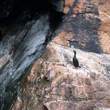 <b>Scotland- Close up Birds in rock crevice. Note the nest up to the top left.</b> <b>Scotland- Close up Birds in rock crevice. Note the nest up to the top left.</b>