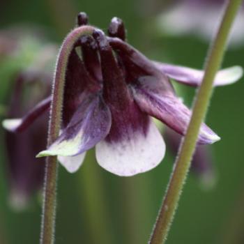 <b>7621 Aquilegia William Guiness, Columbine, Grannies Bonnet, Ranunculaceae, Botanic Gardens, Ballarat, Vic, 29th Oct'09, Kate/Sydney </b> <b>7621 Aquilegia William Guiness, Columbine, Grannies Bonnet, Ranunculaceae, Botanic Gardens, Ballarat, Vic, 29th Oct'09, Kate/Sydney </b>