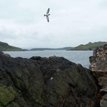 <b>Bird sounding the alarm at the intruder- ME!!</b>