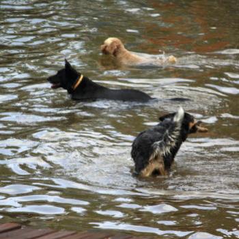 <b>2048 Molly, Ralph, Indigo, Hawkesbury R, 25th Jan'10, Kate/Sydney</b> <b>2048 Molly, Ralph, Indigo, Hawkesbury R, 25th Jan'10, Kate/Sydney</b>