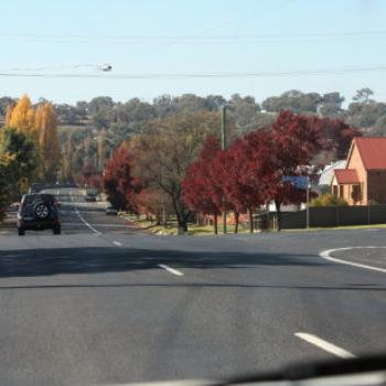 <b>1939 Claret Ash trees, Molong. Driving home from Dubbo, 8th May, 2009, Kate/Sydney</b> <b>1939 Claret Ash trees, Molong. Driving home from Dubbo, 8th May, 2009, Kate/Sydney</b>
