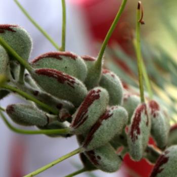 <b>1686 seedpods, Grevillea sp, Proteaceae, Sydney, 23rd Jan'10, Kate/Sydney</b> <b>1686 seedpods, Grevillea sp, Proteaceae, Sydney, 23rd Jan'10, Kate/Sydney</b>