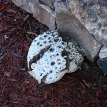 <b>Fungus in Utah by Wilodene</b>