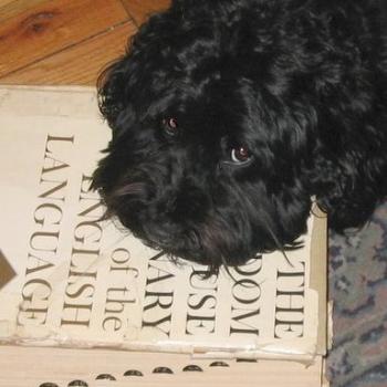 <b>guard dog of the English language</b>