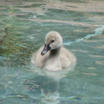 <b>Innocence in Idaho by Wilodene</b>