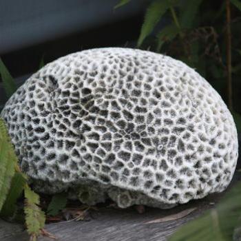 <b>7764 ?brain, no coral, Hawkesbury R, 8th Aug'09 Kate/Sydney</b>