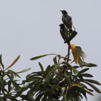 <b>7268 Phylidonyris novaehollandiae, New Holland Honeyeater, Meliphagidae, Passeriformes, Port Fairy, GORd, Vic, 28th Oct'09 Kate/Sydney</b> <b>7268 Phylidonyris novaehollandiae, New Holland Honeyeater, Meliphagidae, Passeriformes, Port Fairy, GORd, Vic, 28th Oct'09 Kate/Sydney</b>