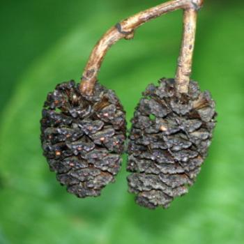 <b>4406 alder fruits, Millbrook Resort, near Queenstown, Sth Is, NZ, 20th Mar'10, Kate/Sydney</b> <b>4406 alder fruits, Millbrook Resort, near Queenstown, Sth Is, NZ, 20th Mar'10, Kate/Sydney</b>