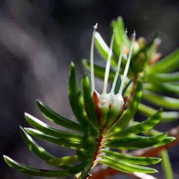<b>3750 Darwinia procera, Myrtaceae, Hawkesbury R, 7th June'09 Kate/Sydney</b> <b>3750 Darwinia procera, Myrtaceae, Hawkesbury R, 7th June'09 Kate/Sydney</b>