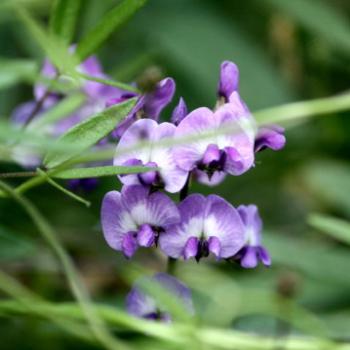 <b>9581 Glycine clandestina, Twining Glycine, Love Creeper, Fabaceae, native vine, Lane Cove National Park, West Chatswood, NSW, 1st Sept'09, Kate/Sydney</b> <b>9581 Glycine clandestina, Twining Glycine, Love Creeper, Fabaceae, native vine, Lane Cove National Park, West Chatswood, NSW, 1st Sept'09, Kate/Sydney</b>