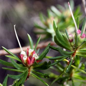 <b>3752 Darwinia procera, Myrtaceae, Hawkesbury R, 7th June'09 Kate/Sydney</b> <b>3752 Darwinia procera, Myrtaceae, Hawkesbury R, 7th June'09 Kate/Sydney</b>