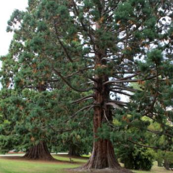 <b>4159 Sequoiadendron gigantum, Sierra Redwood, Mammoth Tree, Taxodiaceae, Botanic Gardens, Queenstown, Sth Is, NZ,20th Mar'10 Kate/Sydney</b> <b>4159 Sequoiadendron gigantum, Sierra Redwood, Mammoth Tree, Taxodiaceae, Botanic Gardens, Queenstown, Sth Is, NZ,20th Mar'10 Kate/Sydney</b>