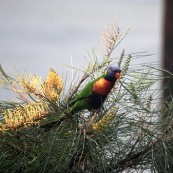 <b>4392 Rainbow Lorikeet, Trichoglossus haematodus, Psittacidae, Hawkesbury R, 20th June'09 Kate/Sydney</b> <b>4392 Rainbow Lorikeet, Trichoglossus haematodus, Psittacidae, Hawkesbury R, 20th June'09 Kate/Sydney</b>