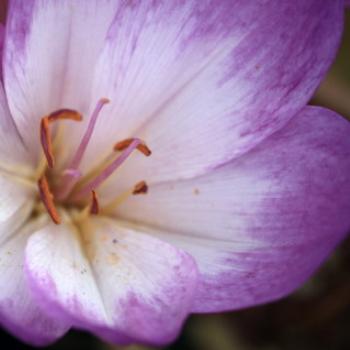 <b>4179 Meadow Saffron, Autumn Crocus, Colchicum autumnale, Colchicaceae, Botanic Gardens, Queenstown, Sth Is, NZ,20th Mar'10 Kate/Sydney</b> <b>4179 Meadow Saffron, Autumn Crocus, Colchicum autumnale, Colchicaceae, Botanic Gardens, Queenstown, Sth Is, NZ,20th Mar'10 Kate/Sydney</b>