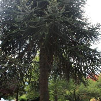 <b>4167 Araucaria araucana, Monkey Puzzle Tree, Araucariaceae, Botanic Gardens, Queenstown, Sth Is, NZ,20th Mar'10 Kate/Sydney</b> <b>4167 Araucaria araucana, Monkey Puzzle Tree, Araucariaceae, Botanic Gardens, Queenstown, Sth Is, NZ,20th Mar'10 Kate/Sydney</b>