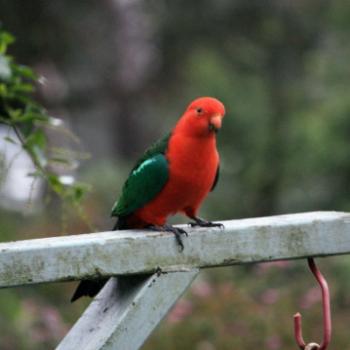 <b>4389 male King Parrot, Alisterus scapularis, Psittacidae, Hawkesbury R, 14th June'09 Kate/Sydney</b> <b>4389 male King Parrot, Alisterus scapularis, Psittacidae, Hawkesbury R, 14th June'09 Kate/Sydney</b>