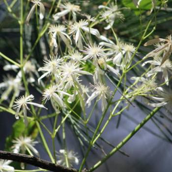 <b>9446 Clematis aristata, Traveller's Joy, Wedding Veil, Old Man's Beard, Ranunculaceae, native flower, Lane Cove National Park, West Chatswood, NSW, 1st Sept'09, Kate/Sydney</b> <b>9446 Clematis aristata, Traveller's Joy, Wedding Veil, Old Man's Beard, Ranunculaceae, native flower, Lane Cove National Park, West Chatswood, NSW, 1st Sept'09, Kate/Sydney</b>