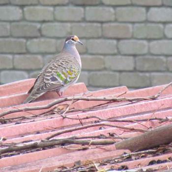 <b>Common Bronzewing pigeon (male) - Sacky, Tasmania</b>