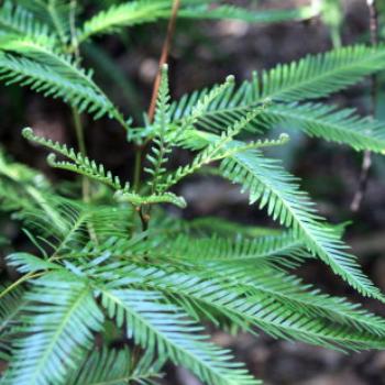 <b>0747 Sticherus flabellatus (R.Br.) H.St.John, Shiny Fan Fern, Umbrella Fern, Gleicheniaceae, native flowers, Muogamarra Nature Reserve, Hawkesbury R, NSW, 12th Sepr'09, Kate/Sydney</b> <b>0747 Sticherus flabellatus (R.Br.) H.St.John, Shiny Fan Fern, Umbrella Fern, Gleicheniaceae, native flowers, Muogamarra Nature Reserve, Hawkesbury R, NSW, 12th Sepr'09, Kate/Sydney</b>