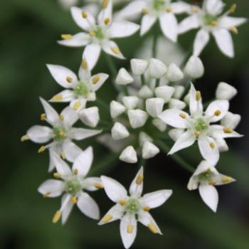 <b>3410 garlic chive flowers, Sydney, 10th March'09 Kate/Sydney</b>