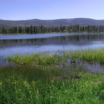 <b>Mother duck and ducklings on high mountain lake near Red Canyon, Utah </b> <b>Mother duck and ducklings on high mountain lake near Red Canyon, Utah </b>