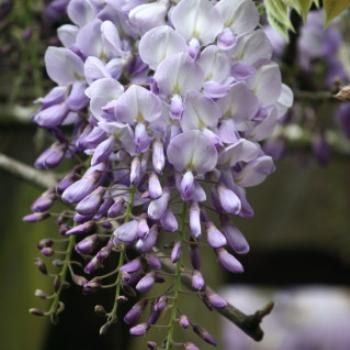 <b>7497 Wisteria, Ballarat Botanic Gardens, Victoria, 29th Oct'09 Kate/Sydney</b> <b>7497 Wisteria, Ballarat Botanic Gardens, Victoria, 29th Oct'09 Kate/Sydney</b>