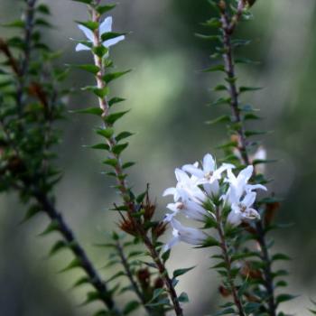 <b>3744 Epacris pulchella, Wallum Heath, Ericaceae-Styphelioideae Hawkesbury R, 7th June'09 Kate/Sydney</b> <b>3744 Epacris pulchella, Wallum Heath, Ericaceae-Styphelioideae Hawkesbury R, 7th June'09 Kate/Sydney</b>
