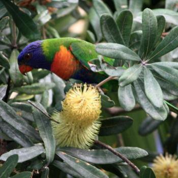 <b>9055 lorikeet in the Banksia, Hawkesbury River, 29th Aug'09, Kate/Sydney</b> <b>9055 lorikeet in the Banksia, Hawkesbury River, 29th Aug'09, Kate/Sydney</b>