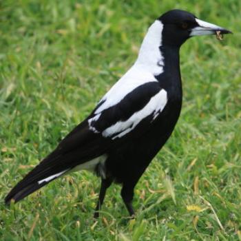 <b>7327 Australian Magpie, Gymnorhina tibicen, Artamidae, 'delicious worm', Port Fairy, GORd, Vic, 28th Oct'09 Kate/Sydney</b> <b>7327 Australian Magpie, Gymnorhina tibicen, Artamidae, 'delicious worm', Port Fairy, GORd, Vic, 28th Oct'09 Kate/Sydney</b>