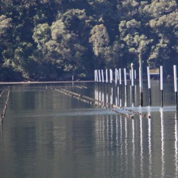 <b>6665 Upon which post is the Sea Eagle sitting? Hawkesbury R, 1st Aug'09, Kate/Sydney</b> <b>6665 Upon which post is the Sea Eagle sitting? Hawkesbury R, 1st Aug'09, Kate/Sydney</b>