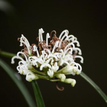 <b>9627 Grevillea linearifolia, White spider flower, Proteaceae, native flower, Lane Cove National Park, West Chatswood, NSW, 1st Sept'09, Kate/Sydney</b> <b>9627 Grevillea linearifolia, White spider flower, Proteaceae, native flower, Lane Cove National Park, West Chatswood, NSW, 1st Sept'09, Kate/Sydney</b>