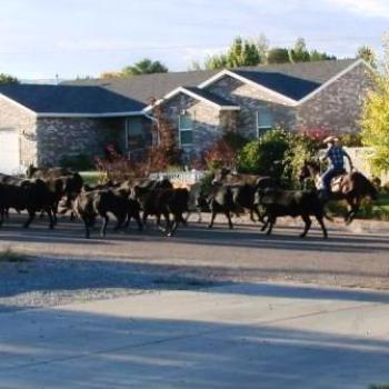 <b>Roundup time in front of our house in Utah by Wilodene</b>