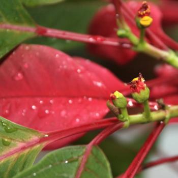 <b>3391 insignificant flowers of poinsettia, Sydney, 10th March'09 Kate/Sydney</b> <b>3391 insignificant flowers of poinsettia, Sydney, 10th March'09 Kate/Sydney</b>