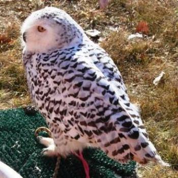 <b>Snowy Owl at Falconry Convention in Utah by Wilodene</b>