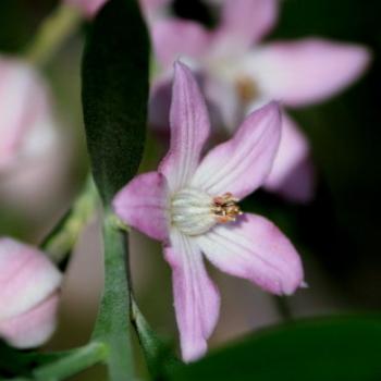 <b>0335 Eriostemon australasius, Pink waxflower, Rutaceae, NSW native flower, Muogamarra Nature Reserve, Hawkesbury R, NSW, 12th Sept'09, Kate/Sydney</b> <b>0335 Eriostemon australasius, Pink waxflower, Rutaceae, NSW native flower, Muogamarra Nature Reserve, Hawkesbury R, NSW, 12th Sept'09, Kate/Sydney</b>