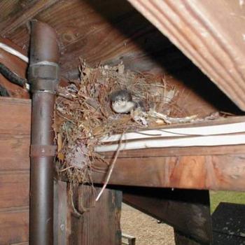 <b>Baby birds at Pinewoods Camp in Plymouth, MA</b>