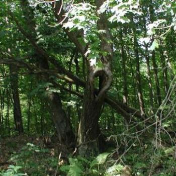 <b>Heart of the forest, Menomonie, Wisconsin</b>
