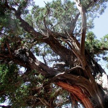<b>Twisted Pinion Pine in Dry Fork Canyon, Utah</b>