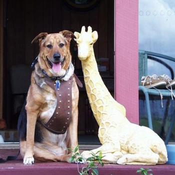 <b>Schultz and Giraffe at Dorrigo</b>