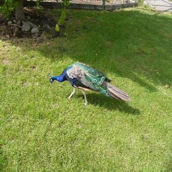 <b>Peacock</b>