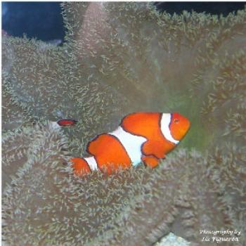 <b>You found Nemo!</b>