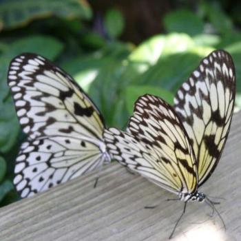 <b>Photo by Glenn from Winter Springs</b>