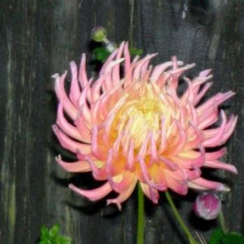 <b>dahlia close up</b>