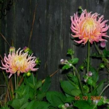 <b>dahlia close up</b>